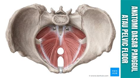 Anatomi Dasar Panggul Atau Pelvic Floor Manusia Anatomi Tutorial