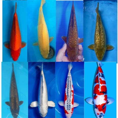 Jual Koi Paket 8 Ekor Jenis Koi Size 6 Cm Bisa Lebih Shopee Indonesia