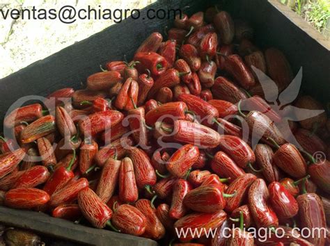 Ahumado Chile Recetas