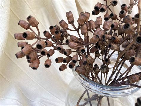 Eucalyptus Seed Pod Branch Eucalyptus Seed Pod Stem Dried Seed Pods