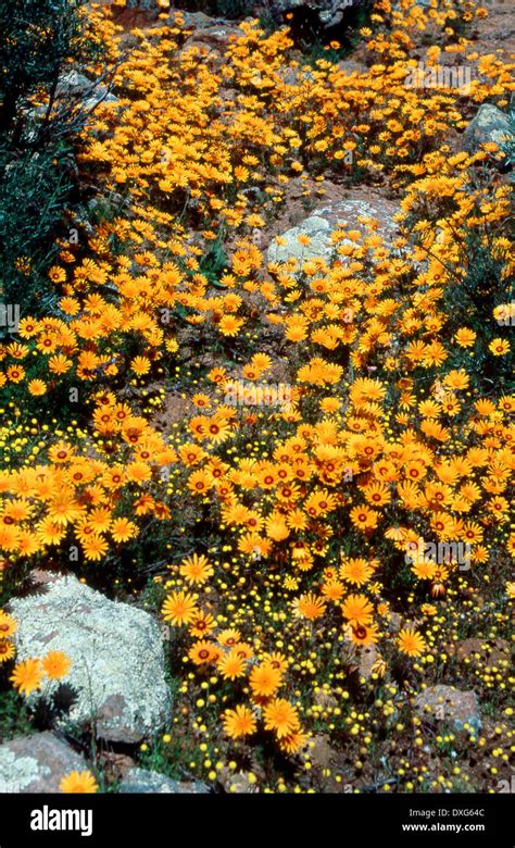 Wild Namaqualand Daisies Northern Cape Stock Photo Alamy