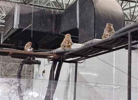 Baboon Cutouts To Counter Monkey Menace At Covid Centre Telangana Today