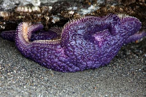 Purple Starfish 1 by photoboy1002001 on deviantART