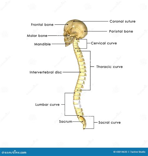 Skull With Spinal Cord Stock Illustration Image 43014635