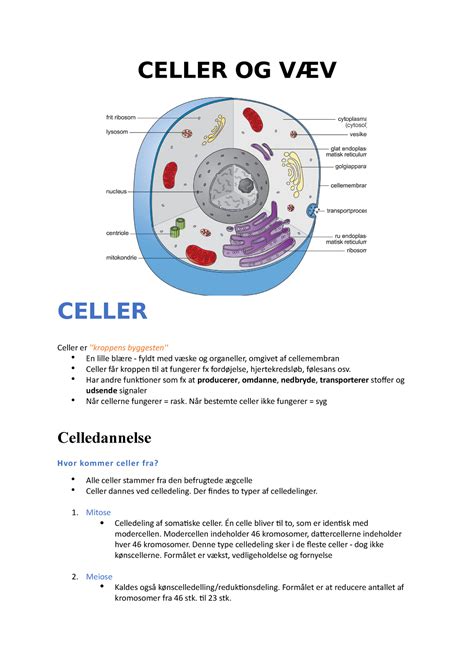 Celler Og V V Anatomi Og Fysiologi Celler Og V V Celler Celler Er