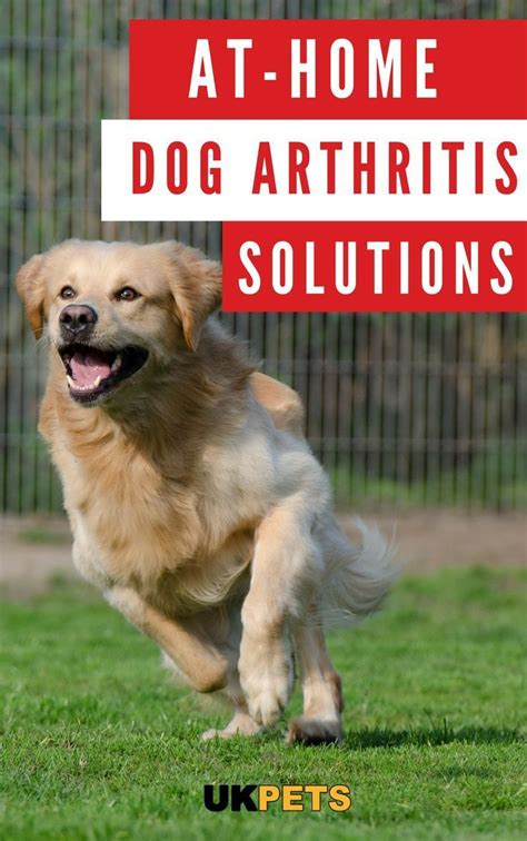 At-Home Dog Arthritis Solutions | Dog arthritis, Meds for dogs, Canine ...