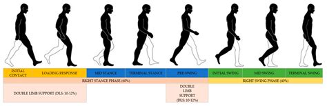 Gait Analysis Stance Phase Store