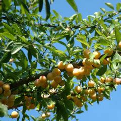 Liwa Mirabelka Uprawa Piel Gnacja Ci Cie Prunus Domestica Subsp