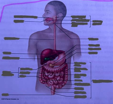 Quiz 9 Digestion Diagram Quizlet