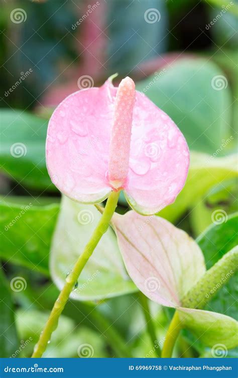 Plantas Rojas Del Anthurium Foto De Archivo Imagen De Hermoso Verde