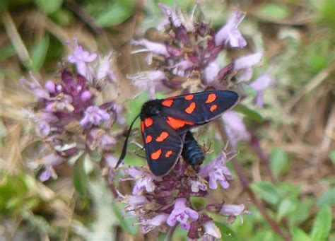 Blutströpfchen Juli 21 Gemeines Blutströpfchen Zygaena Flickr