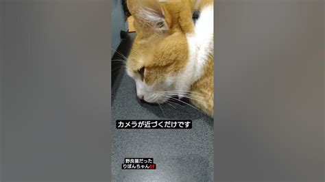 カメラが近づくだけです 野良猫だったりぼんちゃん🎀 Love Cat 野良猫の可愛い鳴き声 ねこ 野良猫ちゃん 猫のいる暮らし