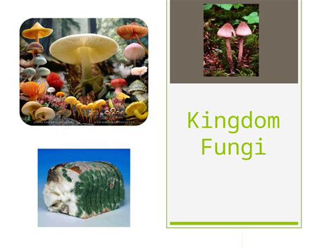 Ppt Fungi Kingdom Powerpoint Dokumentips