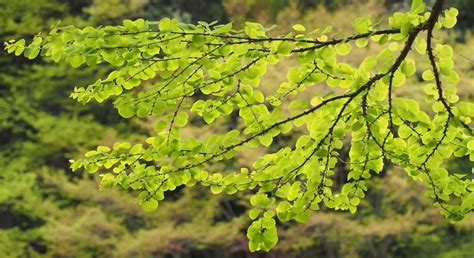 katsura tree growing  care