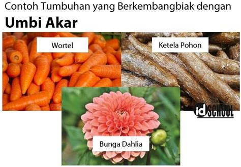 Contoh Tumbuhan Yang Berkembangbiak Dengan Umbi Akar Homecare24