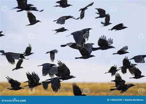 Flock Of Black Birds Crows And Rooks Fly Flock Over Plem In Autumn