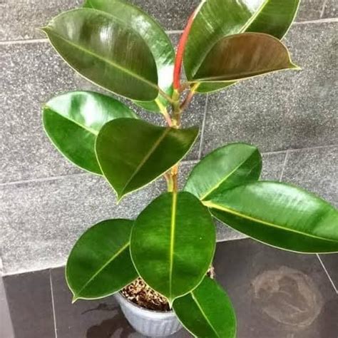 Jual Tanaman Hias Indoor Ficus Elastica Karet Kebo Shopee Indonesia