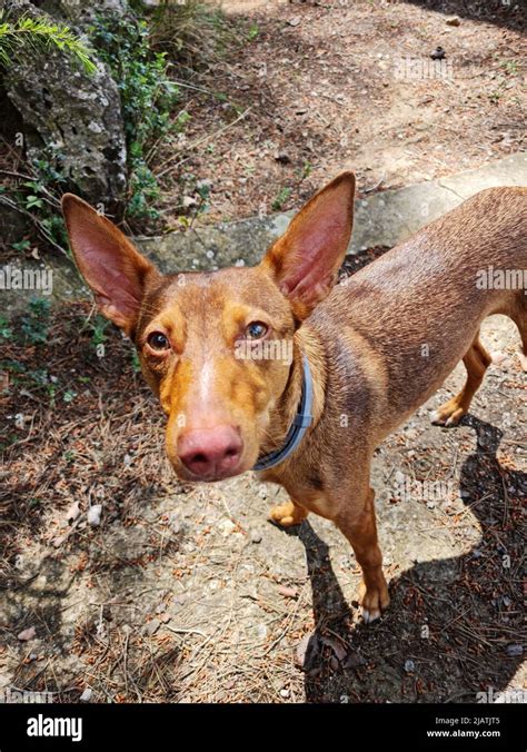 Andalusian Hound Banque De Photographies Et Dimages Haute R Solution