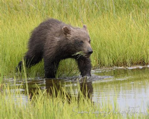 Cute Bear Cub Walking In Water Shetzers Photography