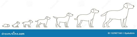 Stages Of Dog Growth Set From Puppy To Adult Dog Animal Pets