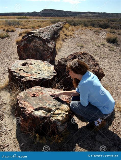 A Woman Examines A Giant Petrified Log Stock Images - Image: 11890804