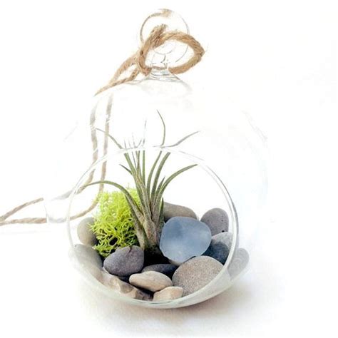 Glass Terrarium With Air Plant Moss And Sea Glass Glass Terrarium Terrarium Air Plants