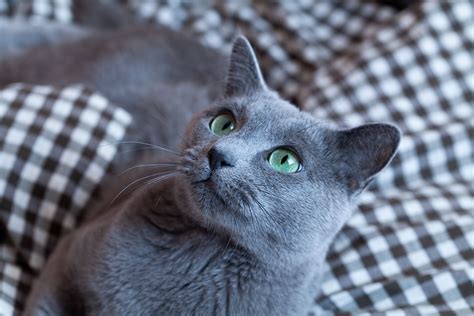 Russian Blue: Cat Breed Profile, Characteristics & Care