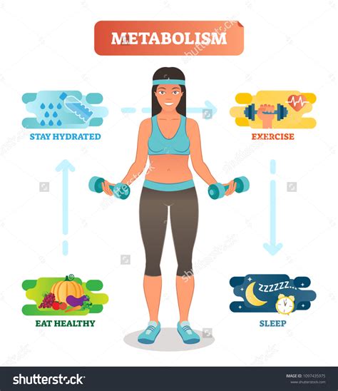 Metabolism Concept Vector Illustration Diagram Biochemical Stock Vector ...