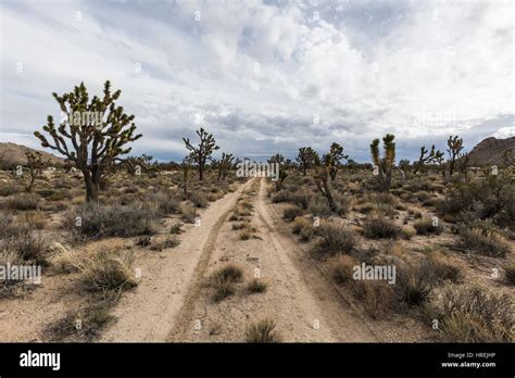 Reserva Nacional Del Desierto De Mojave Fotografías E Imágenes De Alta