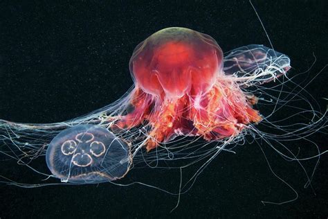 Jellyfish Feeding Photograph By Alexander Semenov Fine Art America