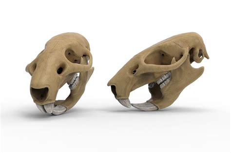 Rat Skull 3d Model Cgtrader