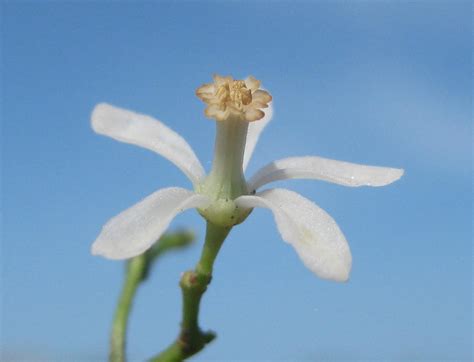 Neem Flower The Tiny Flower Of The Neem Tree Azadirachta Flickr