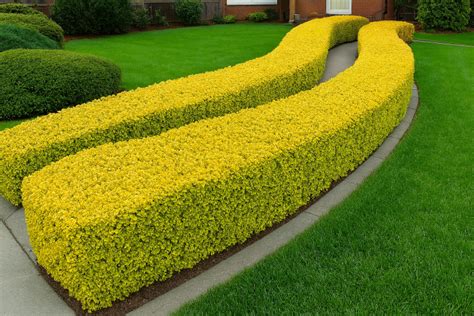 Pingo De Ouro Cerca Viva - Pingo de Ouro: Enfeite o Seu Jardim Com as Folhas Verde-Limão - Viva decora
