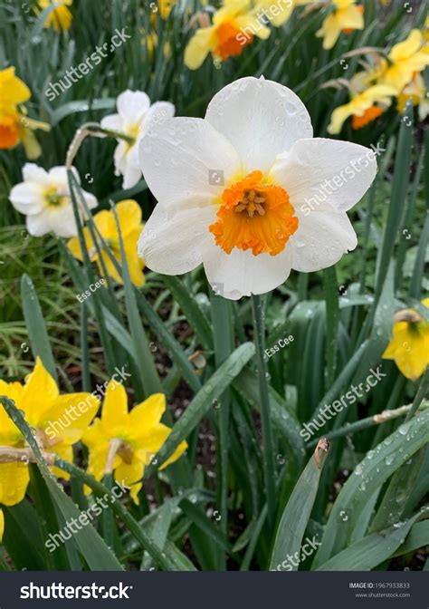 58 Daffodils Poem Stock Photos, Images & Photography | Shutterstock