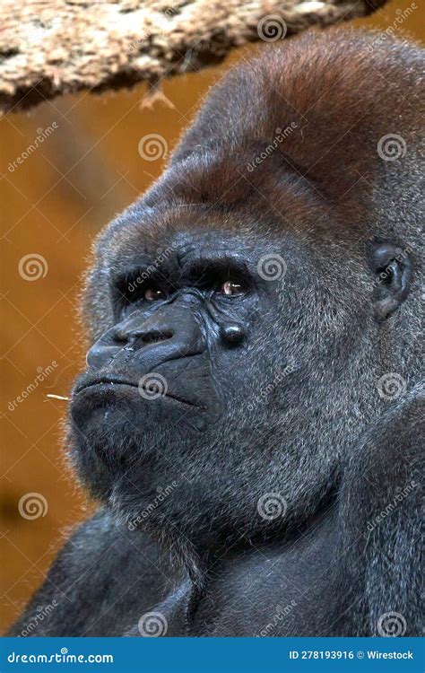 Portrait of a Silverback Gorilla in a Natural Habitat in the Cabarceno ...