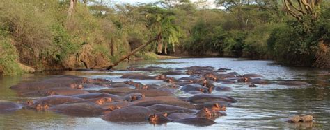 Serengeti National Park Rivers | Serengeti national park Safaris