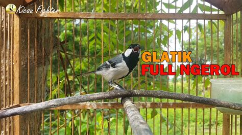 Burung Glatik Batu Gacor Ngerol Ini Sangat Jago Bikin Glatik Diam Jadi