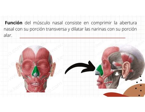 Músculos de la expresión facial y de la masticación humanos PPT