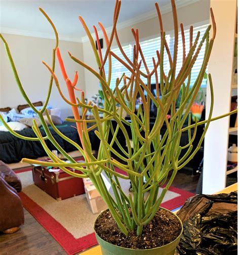 6″ Pot Fire Sticks Pencil Cactus Euphorbia Hannah Gardens