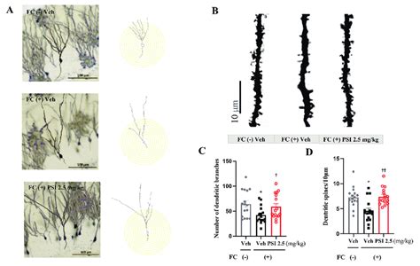 Effect Of Psilocybin On Hippocampal Dendritic Complexity And Spine