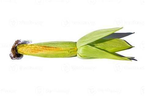 An ear of corn isolated 23073392 Stock Photo at Vecteezy