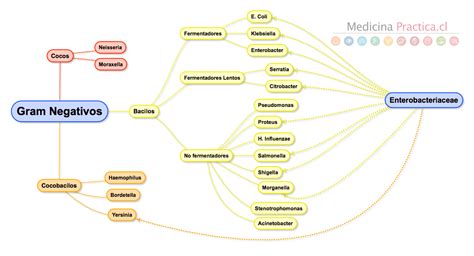 Clasificación De Las Bacterias Medicina Práctica