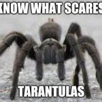 Tarantula Meme Generator - Imgflip