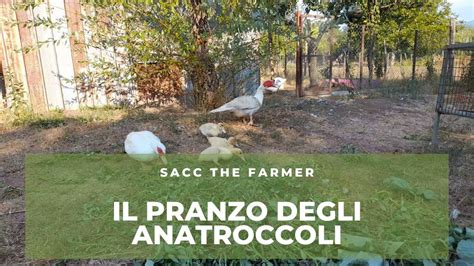 ANATROCCOLI Con Mamma E Papa Anatrone Progetti Per La Crescita Del