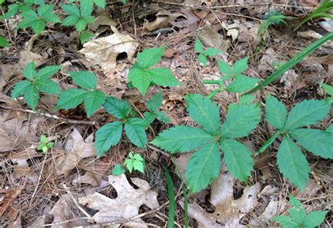 Poison Ivy Primer Baltimore Maryland Landscape Design