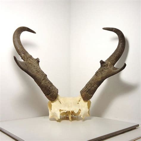 Pronghorn Antelope Skull