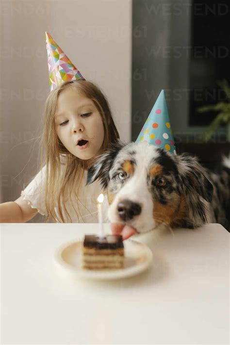 Girl With Australian Shepherd In Front Of Birthday Cake On Table Stock