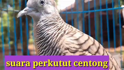 Perkutut Lokal Gacor Suara Besar Ini Ahli Buat Pancingan Semua Jenis