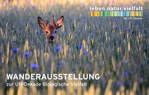 Archezentrum Ausstellung Un Dekade Biologische Vielfalt Sch Ne Heide