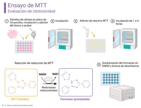 Ensayo De Citotoxicidad Por Reducci N De Mtt Chemevol